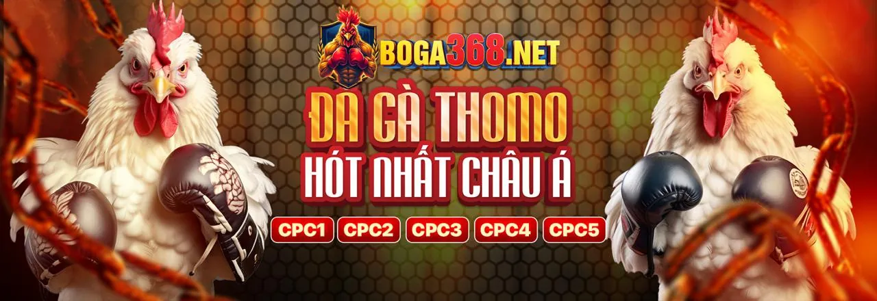 Sân đấu đá gà trực tuyến sôi động tại t4wbet login